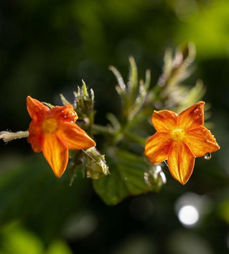 Ch�cara Beija Flor, No Meio Da Natureza