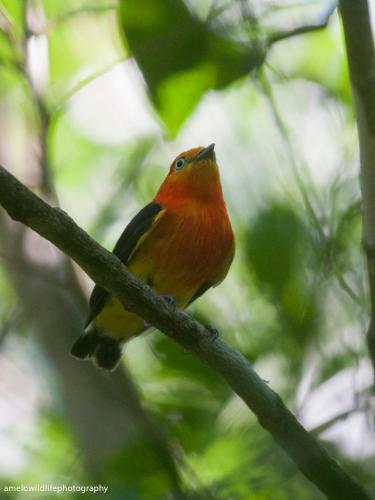 Ch�cara Beija Flor, No Meio Da Natureza
