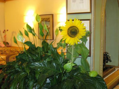 Hotel Albergo Villa Cristina