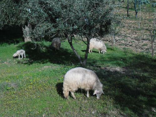 Agroturismo Poggio Petrella