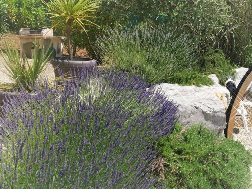 Villa Lavandula