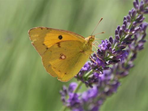 Villa Lavandula