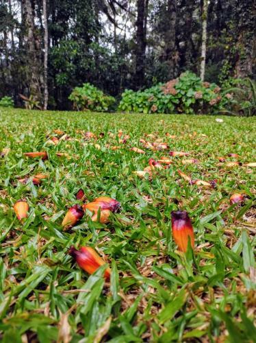 Apartamento Viver A Natureza