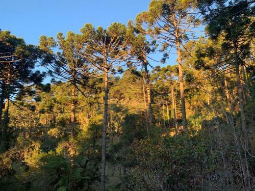 Chal� Arauc�ria Campos Do Jordao