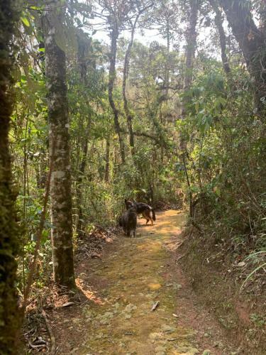 Chal� Arauc�ria Campos Do Jordao