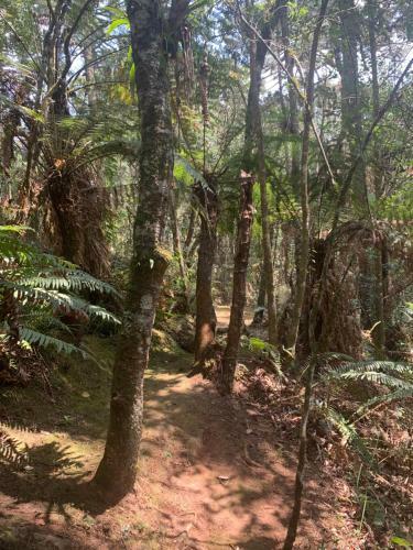 Chal� Arauc�ria Campos Do Jordao