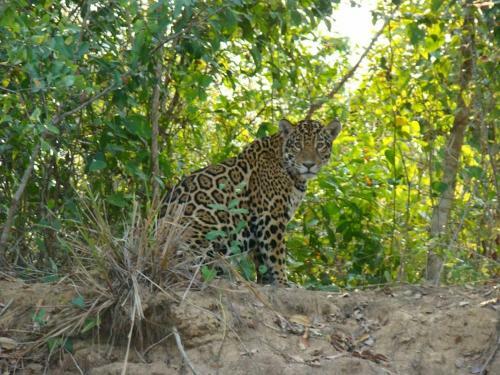Spot Jaguar Pantanal Sul- Camping - Tour