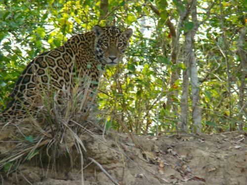 Spot Jaguar Pantanal Sul- Camping - Tour