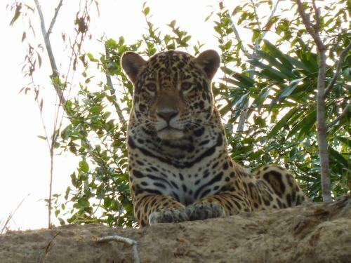 Spot Jaguar Pantanal Sul- Camping - Tour