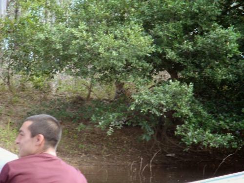 Spot Jaguar Pantanal Sul- Camping - Tour