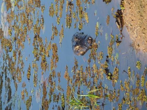 Spot Jaguar Pantanal Sul- Camping - Tour