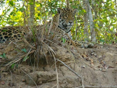 Spot Jaguar Pantanal Sul- Camping - Tour