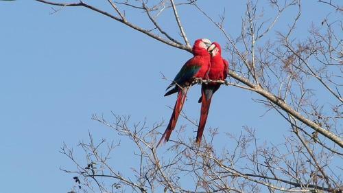 Spot Jaguar Pantanal Sul- Camping - Tour