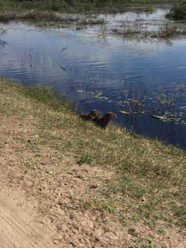 Spot Jaguar Pantanal Sul- Camping - Tour