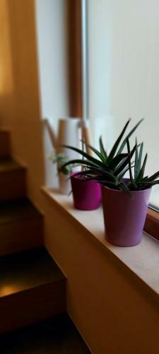 Apartamentos Just 4 You