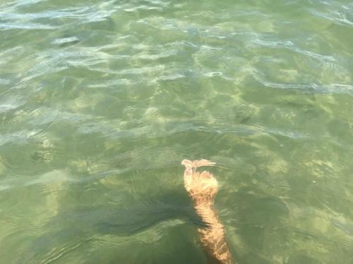 Japara�so II Pr�ximo Ao Mar