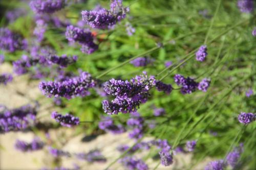 C�t� Luberon
