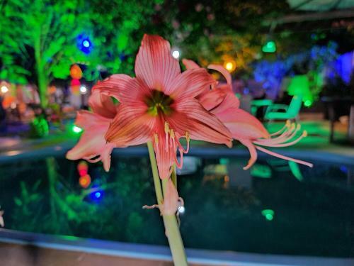 Caribessa Eco House