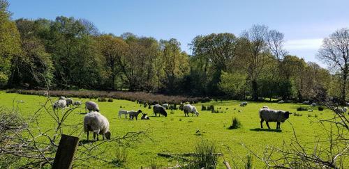 Mountain View Bed & Breakfast, Kenmare, Co. Kerry, Ireland