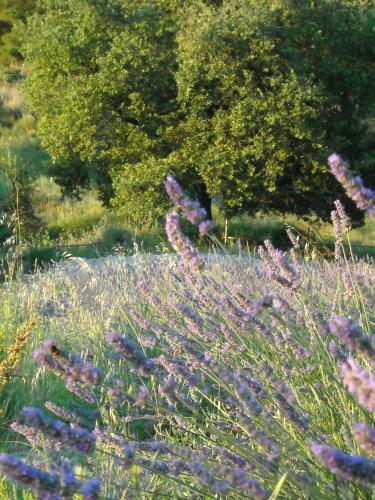 Bed & Breakfast Affittacamere Le Fontanelle