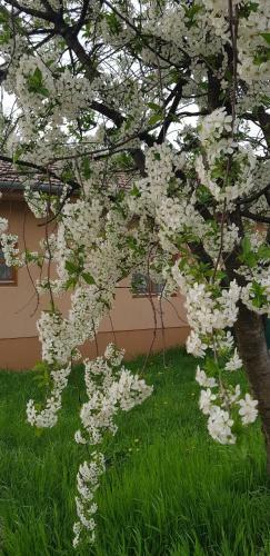 Limon�d� Apartman