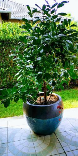 �rval�nyhaj Home Apartman
