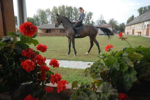 Bed & Breakfast Vikt�ria Lovas Panzi�