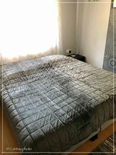 Csi - Pet Apartman