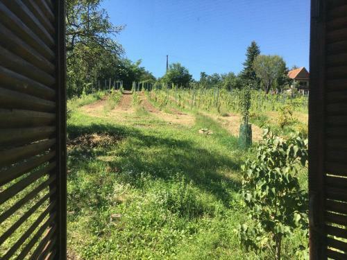 �gnes Alm�i �gnes Apples