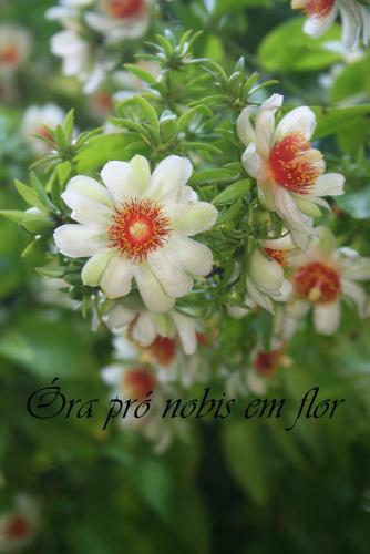Ekos Guest House - Poa