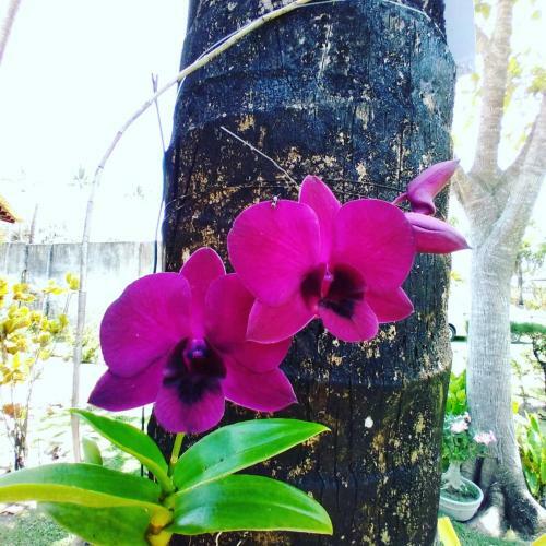 Lodge Porto Do Sol Pipa-bangal�s