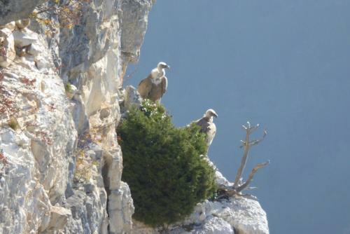 Gites Vall�e D'ossau - Les Jardins Du Cot
