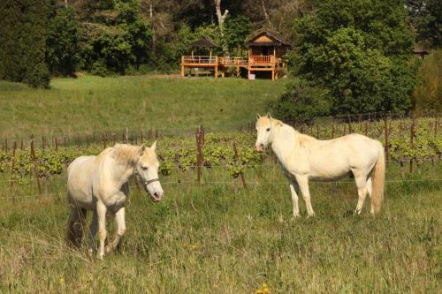 Bed & Breakfast Mas D'alphonse