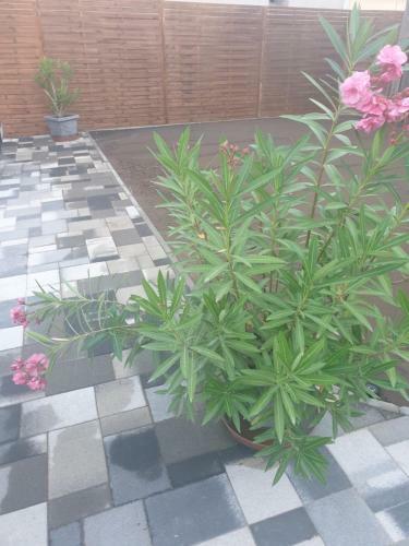 Tahiti Garden Apartman