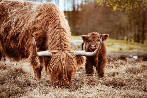 Hostal San Horses The Family