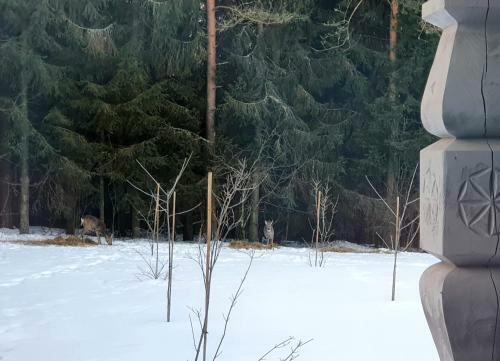 Nature Escape - Villa- Spa- Horses - Lake Plateliai