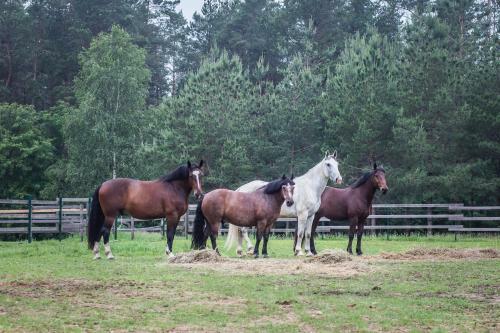 Nature Escape - Villa- Spa- Horses - Lake Plateliai