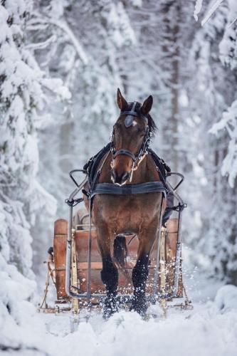 Nature Escape - Villa- Spa- Horses - Lake Plateliai