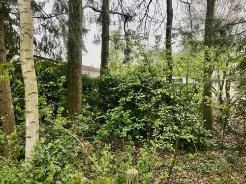 Bos Chalet In Epe Op De Veluwe