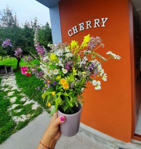 Apartman Cherry Gradac Valjevo