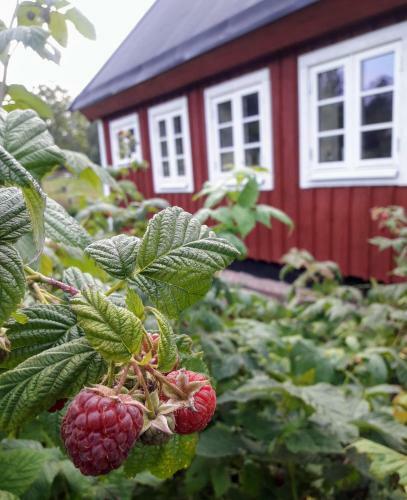 Br�sarp K�llag�rden Vedboden