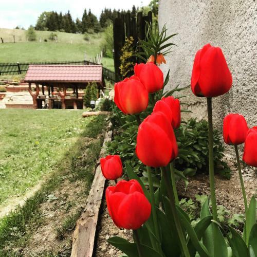 Apartm�n Jedli?ka