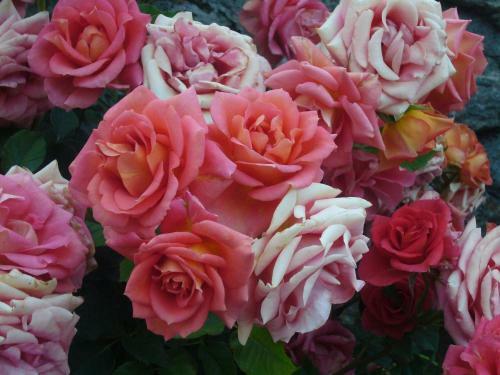 Hostal La Maison Du Bon Megnadzo