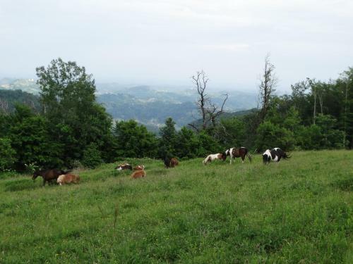 Apartamento Eko Poni Ran? Ogrizek