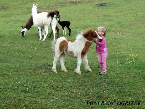 Apartamento Eko Poni Ran? Ogrizek