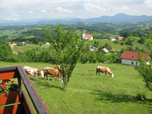 Apartma Panorama Po?etrtek