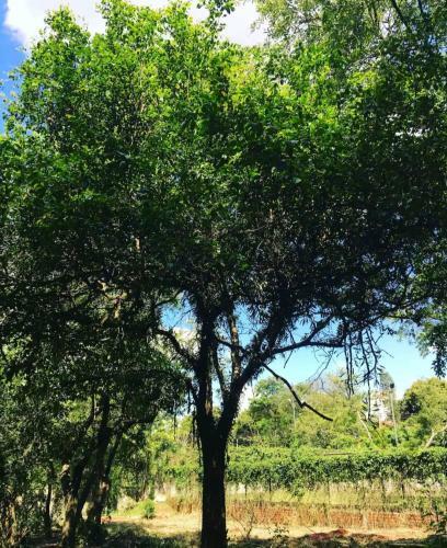 Casa De Campo Agrad�vel Dentro Da Cidade