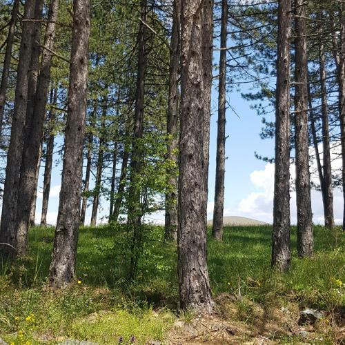 Apartman Nordika Zlatibor