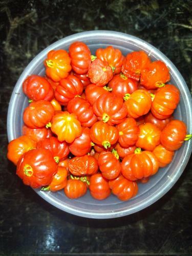 Casa No Centro De Triunfo