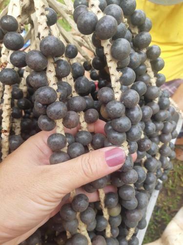 S�tio Guapuruvu